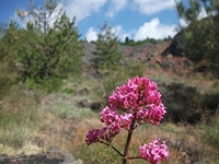 Monte_Rinatu - 20110615 021.jpg